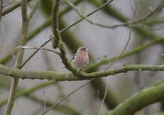 Fringilla coelebs