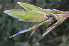 Tillandsia tricolor