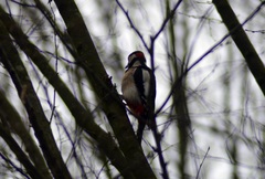 Dendrocopos major