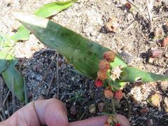 Hermannia ternifolia