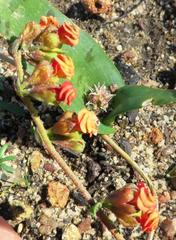 Hermannia ternifolia