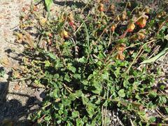 Hermannia ternifolia