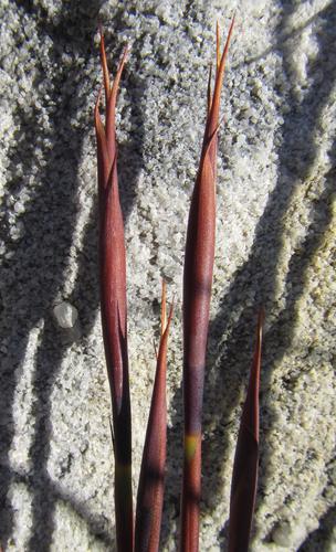Image of Cannomois nitida by (c) douglaseustonbrown, some rights reserved (CC BY-SA)