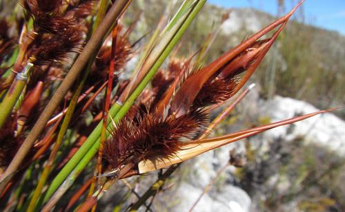 Image of Cannomois nitida by (c) douglaseustonbrown, some rights reserved (CC BY-SA)