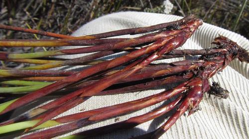 Image of Cannomois nitida by (c) douglaseustonbrown, some rights reserved (CC BY-SA)