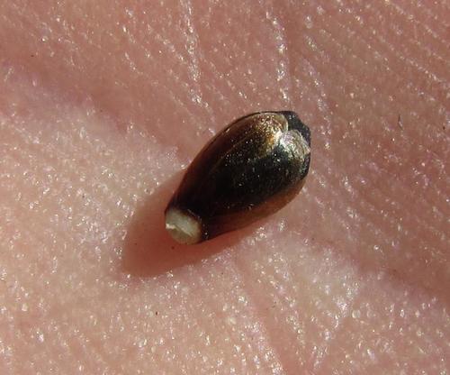 Image of Cannomois nitida by (c) douglaseustonbrown, some rights reserved (CC BY-SA)