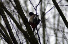 Dendrocopos major