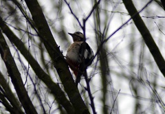 Dendrocopos major