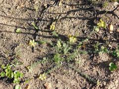 Lotononis involucrata