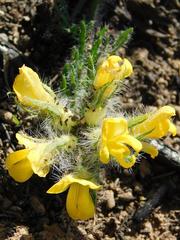Lotononis involucrata