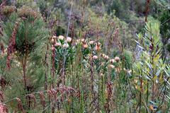 Leucospermum glabrum