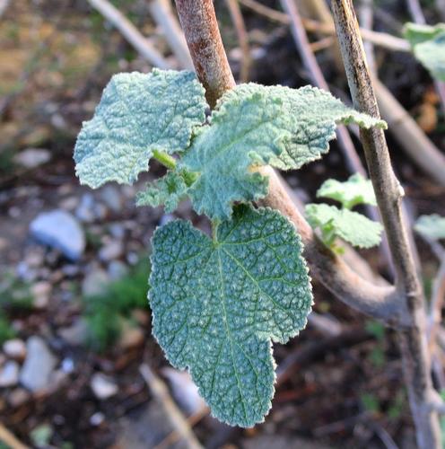 Anisodontea reflexa (Anisodontea reflexa)