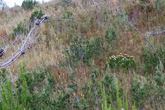 Leucospermum glabrum