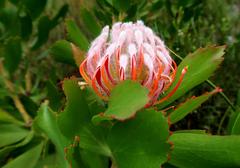 Leucospermum glabrum