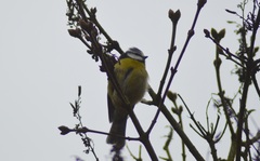 Cyanistes caeruleus