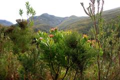 Leucospermum glabrum