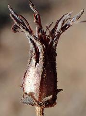 Cotyledon papillaris