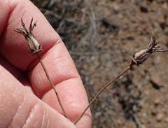 Cotyledon papillaris