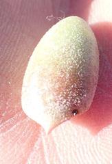 Cotyledon papillaris