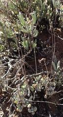 Cotyledon papillaris