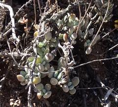 Cotyledon papillaris