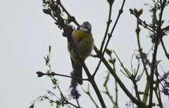 Cyanistes caeruleus