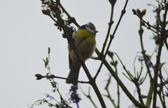 Cyanistes caeruleus
