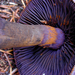 Cortinarius - Photo (c) Bruce Newhouse, algunos derechos reservados (CC BY-NC-ND), uploaded by Bruce Newhouse