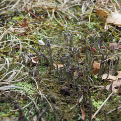 Cladonia rei