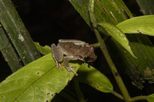 Heyer's Spiny-backed Frog, Osteocephalus heyeri