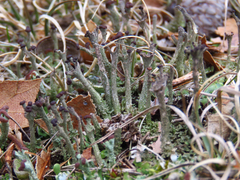 Cladonia rei