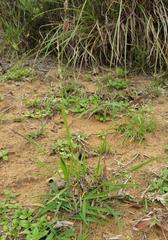 Melinis repens repens