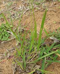 Melinis repens repens