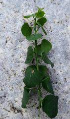 Cissampelos capensis