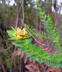 Penaea cneorum gigantea