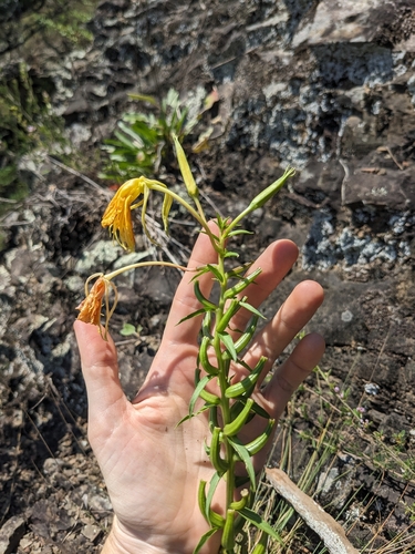 Image of Oenothera argillicola by (c) Alaina Krakowiak, some rights reserved (CC BY)