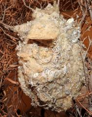 Anthoscopus minutus gigi