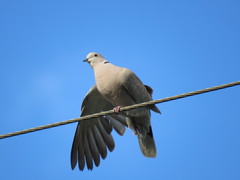 Streptopelia decaocto