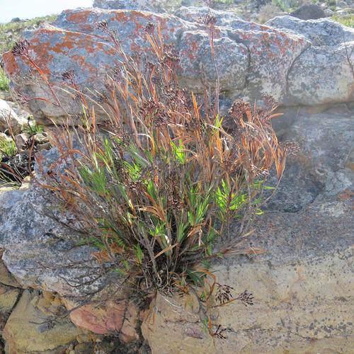 Image of Nivenia stenosiphon by no rights reserved