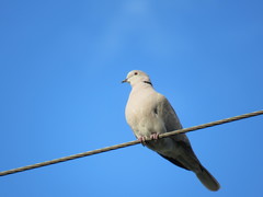 Streptopelia decaocto
