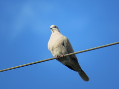 Streptopelia decaocto