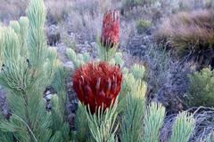 Protea aristata