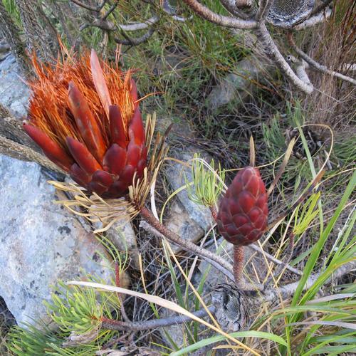 Image of Protea aristata by no rights reserved