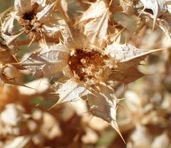 Berkheya onobromoides carlinoides