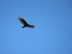 Cathartes aura