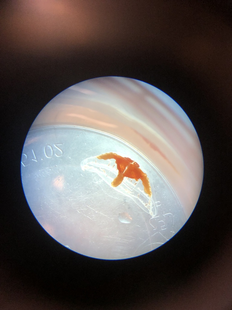 Ptychogena crocea