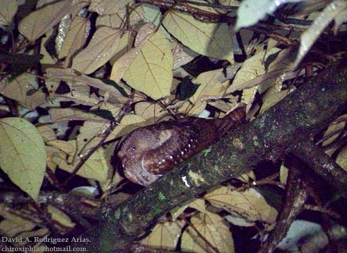 Steatornis caripensis