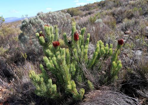Image of Protea aristata by no rights reserved