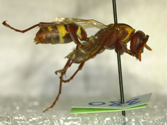 Polistes badius