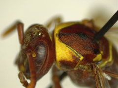 Polistes badius